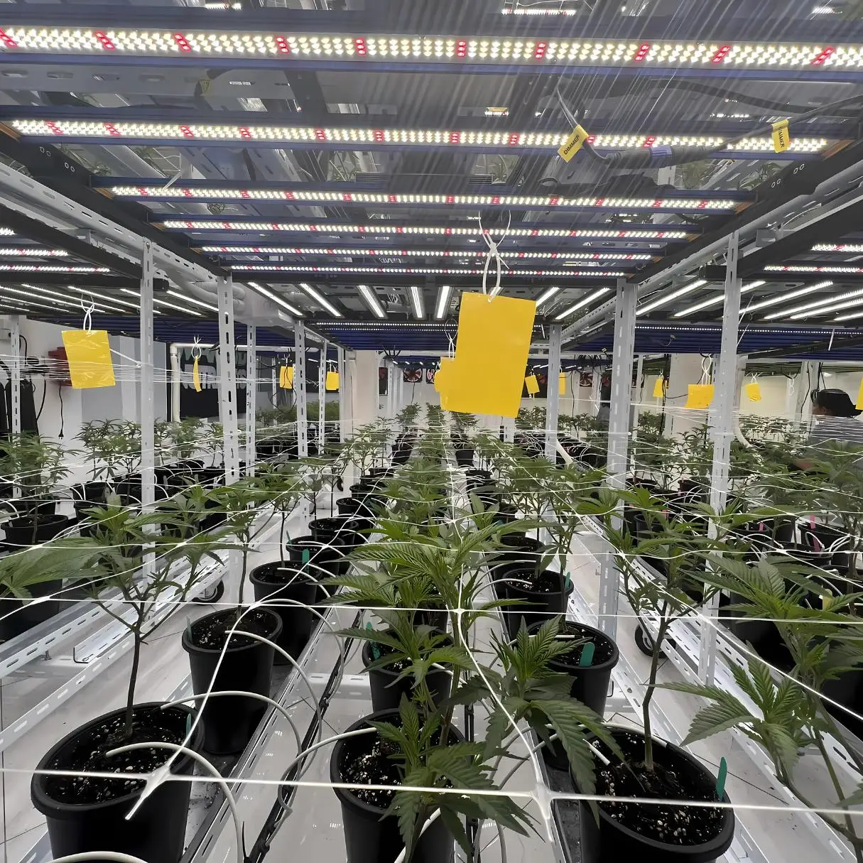 Meijiu 1988 Most Powerful foldable LED Grow Light High brightness Commercial 650W LED Grow Light For Greenhouse