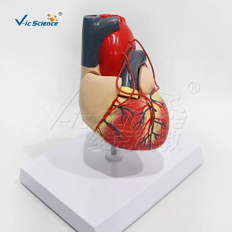 A heart bypass model 4d anatomical assembly model of human organs anatomical human model