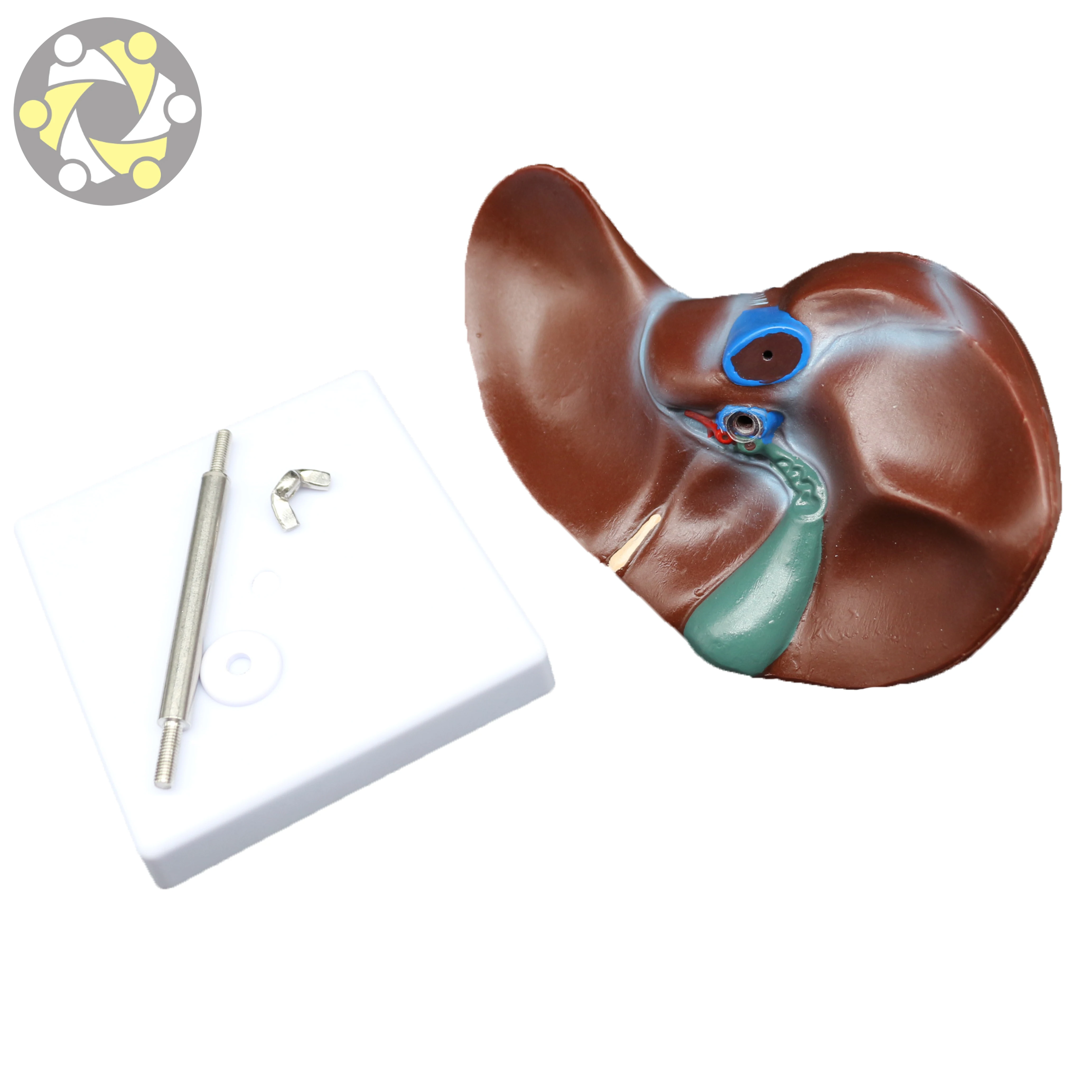 Medical human liver structure model Medical model of liver with gallbladder