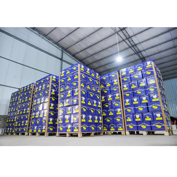 Montale OEM Wholesale Supply Fresh Lemon Export From Our Farm