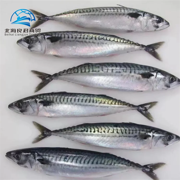 Order online cheap price frozen fish mackerel whole round fresh delicious indian flavour seafood chub mackerel fish