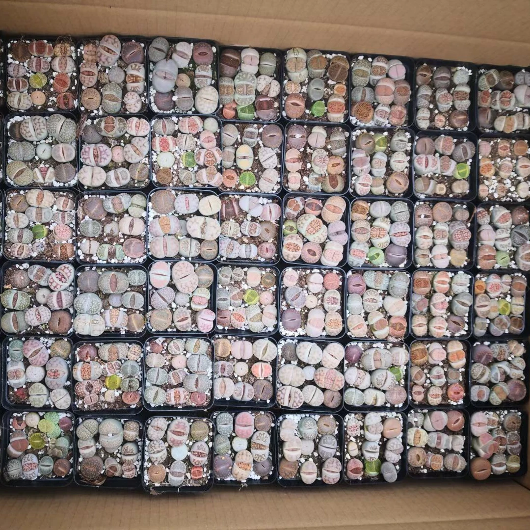 Цветные lithops суккуленты, настоящие растения, живые камни, цветок lithops в горшке