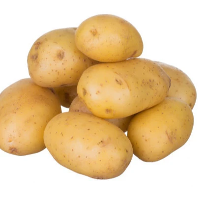 Promotional organic fresh kentang export in  China