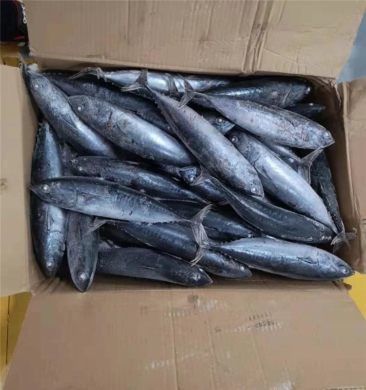 Высокое качество оптом Замороженные Бонито тунец рыбы