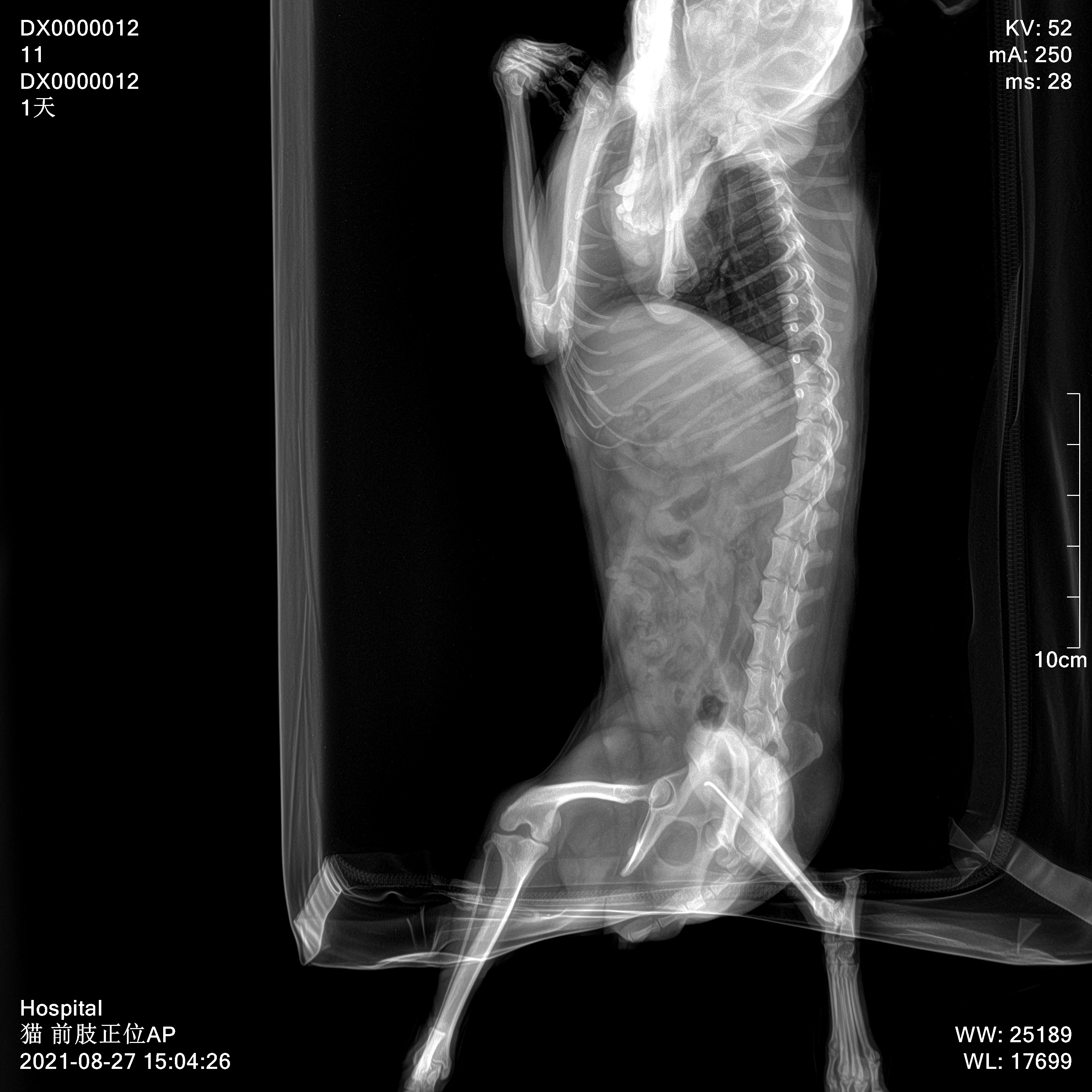 DAWEI Animal Xray Machines Veterinary Digital Dental Xray Machine