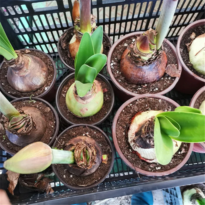 Zhu ding hong Best price bulk dried flower seeds amaryllis seeds bulbs