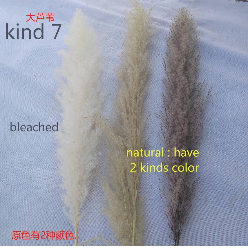 Natural big dried pampas grass Reeds Plumes for wedding garden party decoration High quality