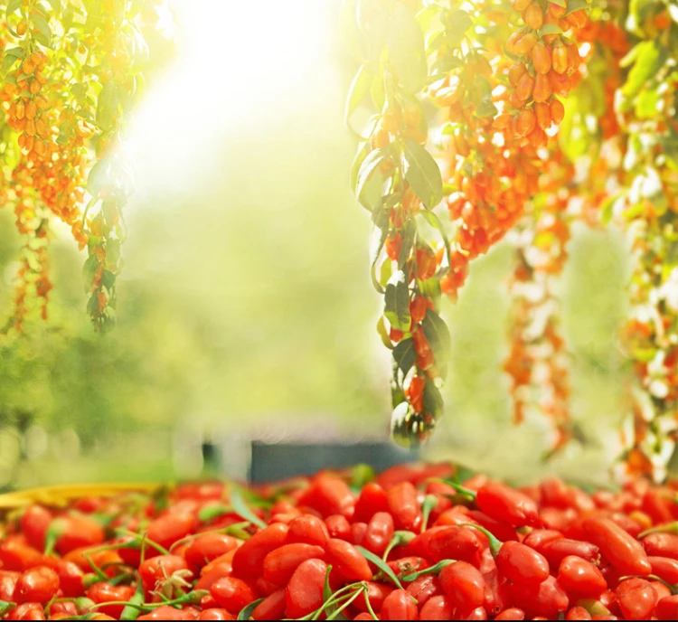 Concentrate Goji berry Juice/wolfberry juice