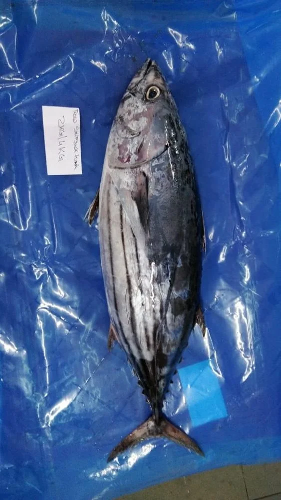 
SKIPJACK TUNA 