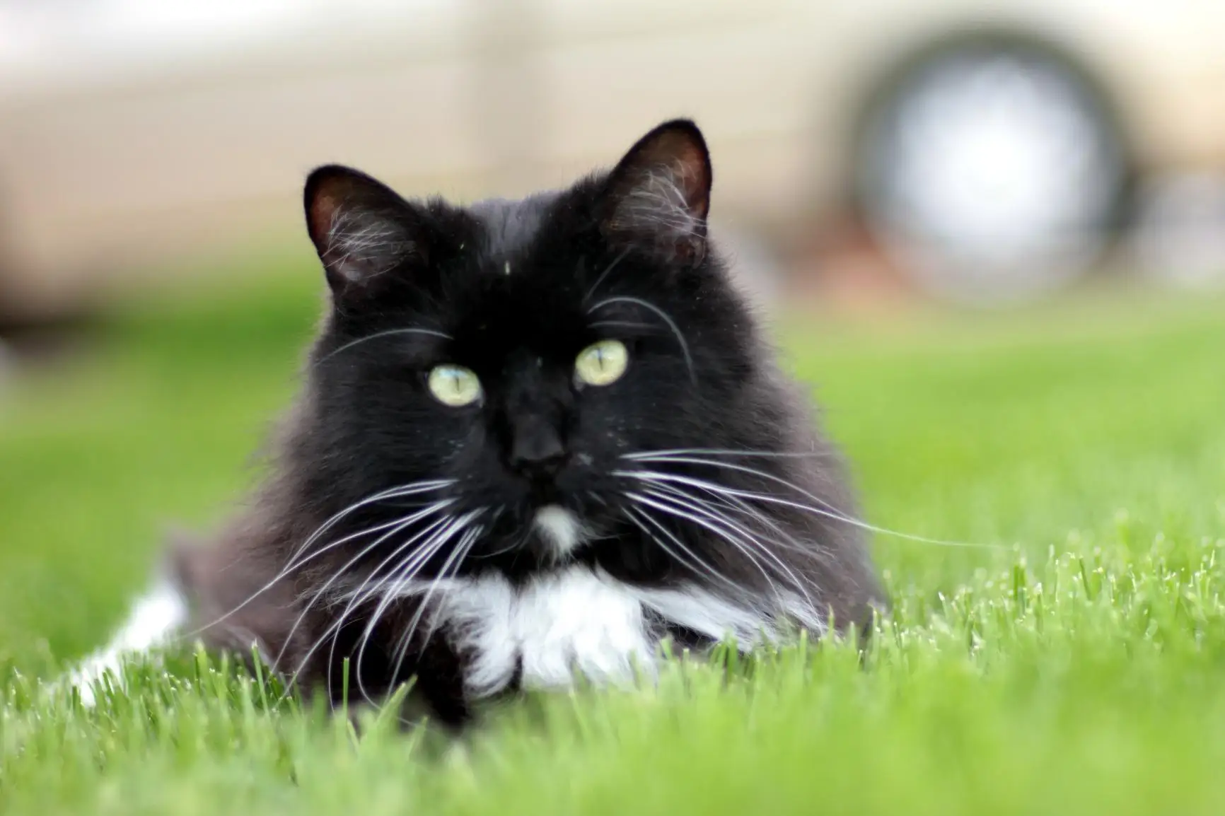 Dslr Lenses 85mm Manual Focus F1.8 Telephoto Manual Focus for NIKON Camera Black Zoom Lens Camera Lenses Micro 4/3 10 Blades AF