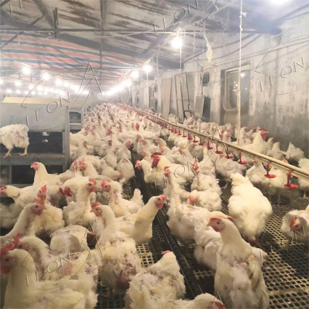 Cheap Price Automatic  Poultry Feeder Equipment For Breeder