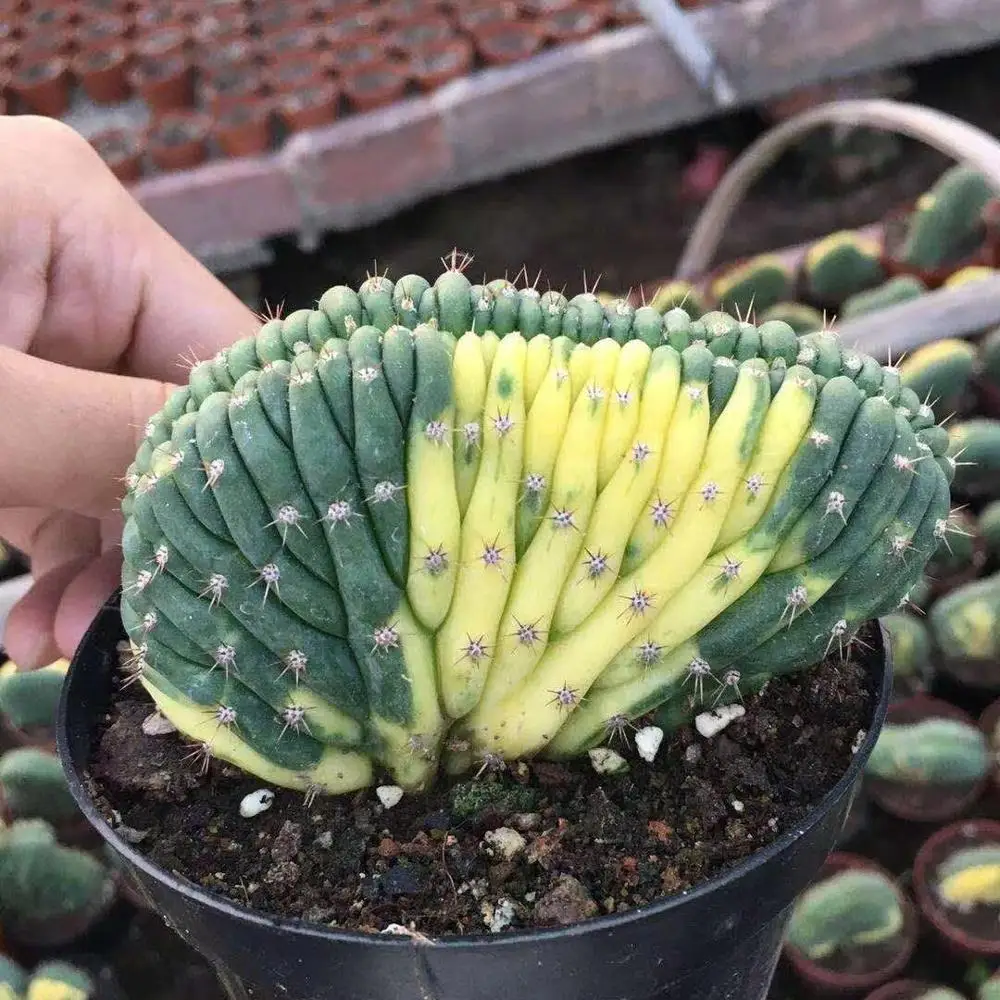 Древесные растения Trichocereus pachanoi, кактус, оптовая продажа, настоящие мини кактусы, живые Кактус суккулент растения, Комнатные растения