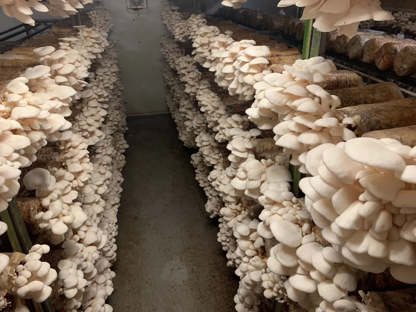 White Dried Grey Oyster Mushroom Cultivation Oyster Mushroom Sticks For Sale