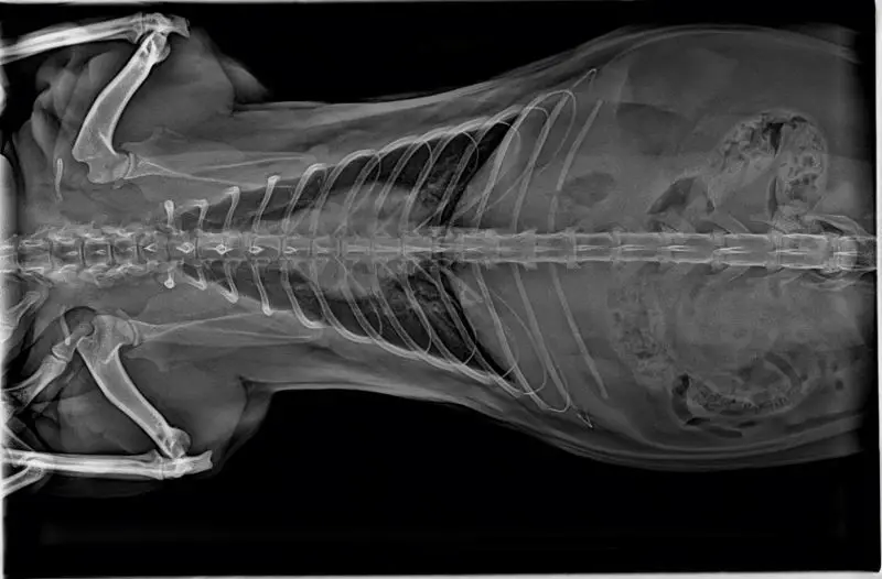 Veterinary DR System Digital Flat Panel X-Ray Detector Pet Clinic Dynamic X-Ray Equipment Medical Instrument Vets