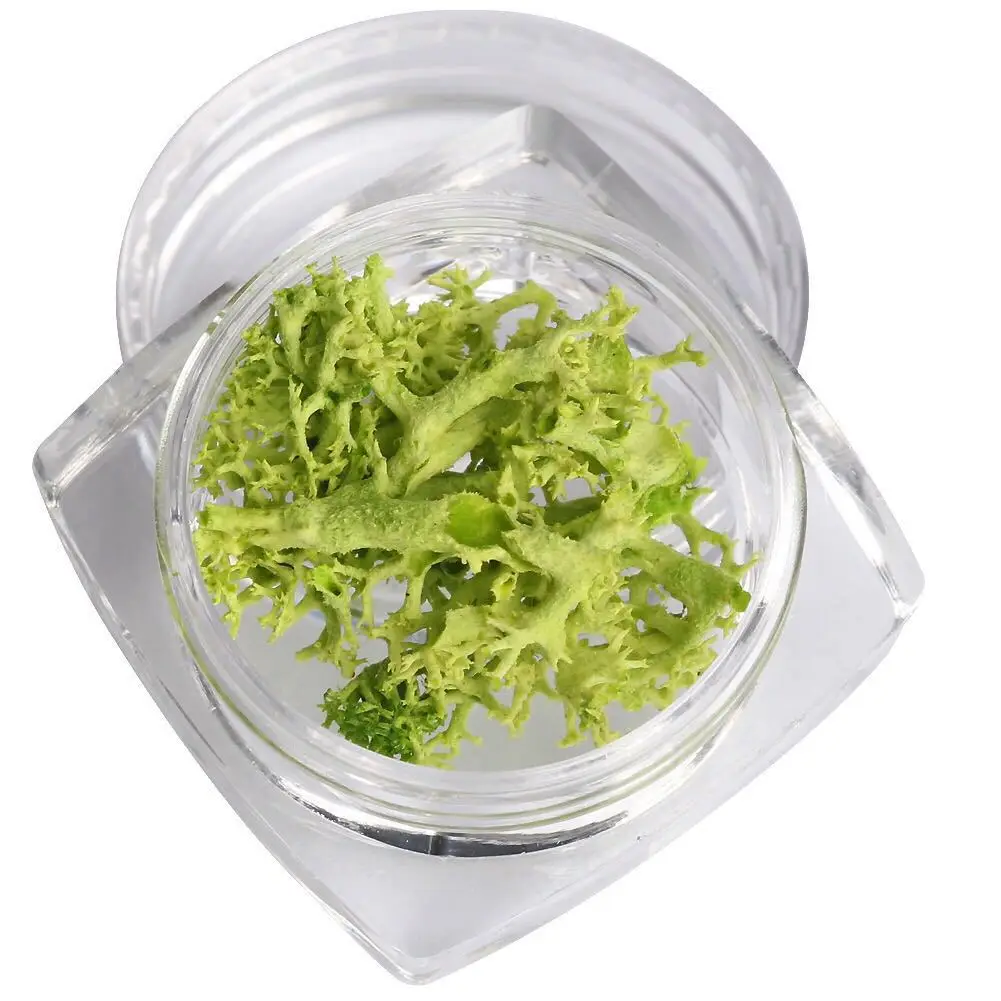 12 Colors Nature Coral 3D Nail Art Seaweed Dry Preserved Flowers Tips Decoration Nail Algae  Nail DIY Manicure Accessories