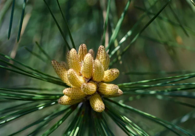 Hot Sale High Quality Organic 99% Pine Pollen Cell Broken Wholesale Pine Pollen