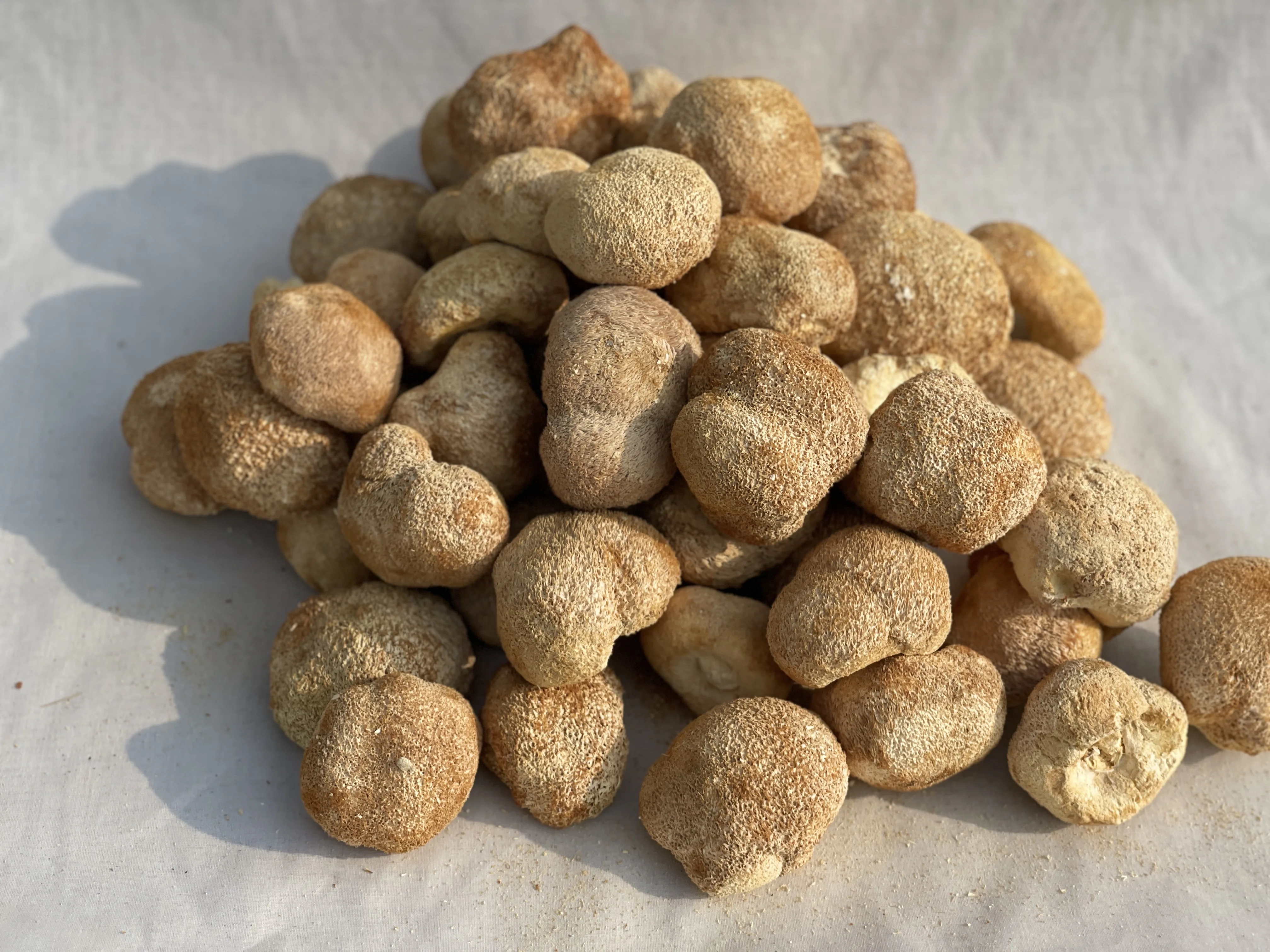 Hou Tou Gu Natural Raw Dried Monkey Head Mushroom Whole Fungus Healthy Food Supplement for Sale