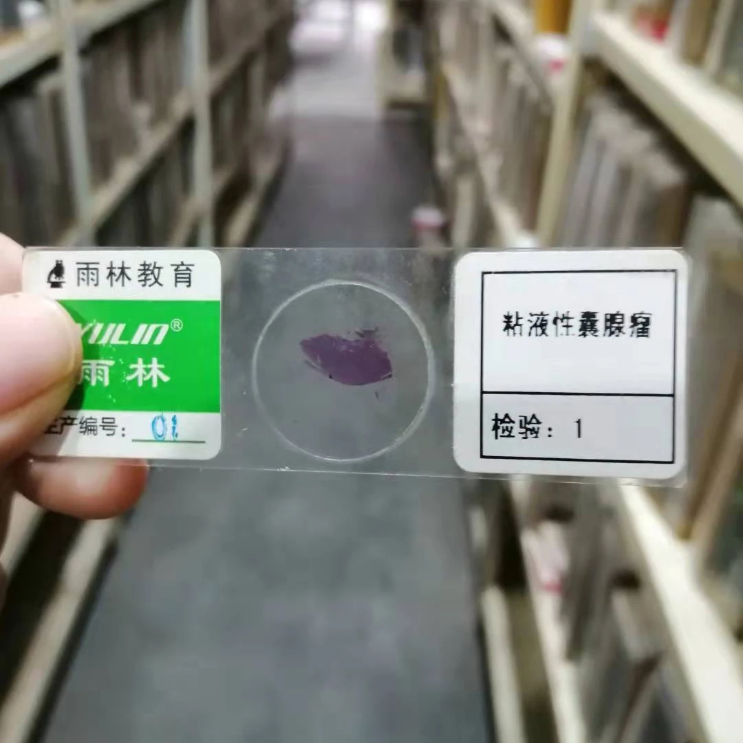 Mixed microscope glass slides set microbiology prepared slides kids children educational stain laboratory consumables