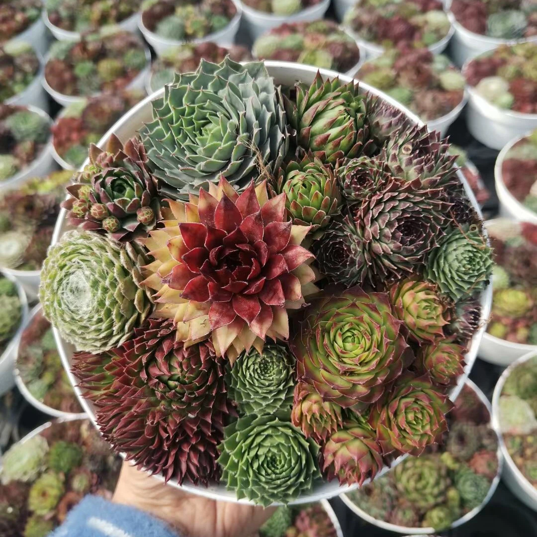 Горшок для суккулентов, натуральное растение, кактус, суккулент, корейский горшок для суккулентов