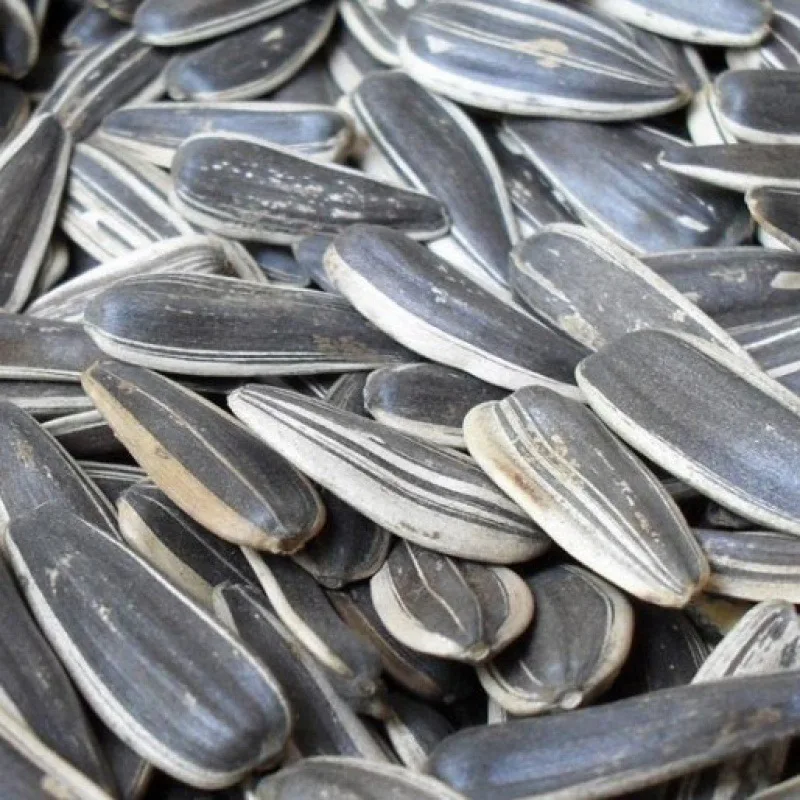 Raw Material Processing Sunflower Seeds Sunflower Seeds Wholesale White Sunflower Seeds For Food Process
