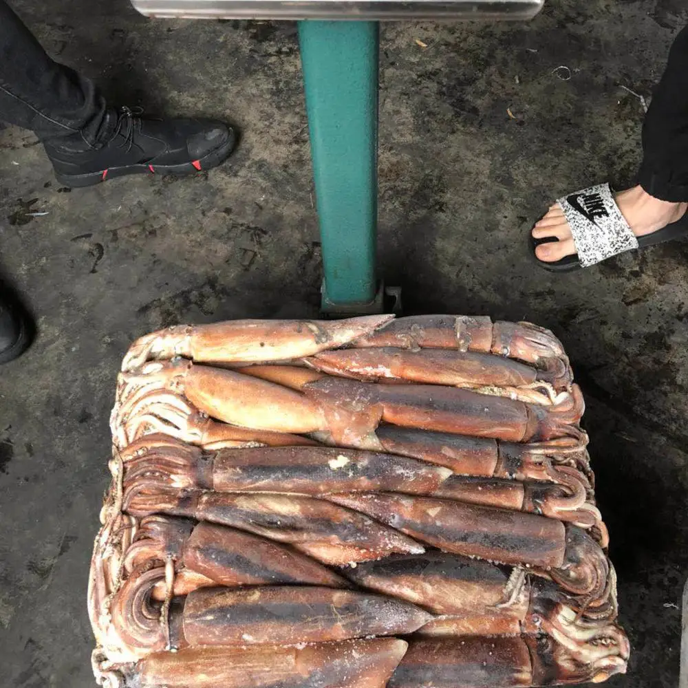 Argentina Squid 200-300g New Catch Raw Squid Price