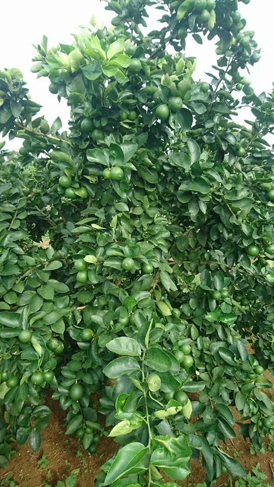 Лидер продаж, высокий экспортер сочных лимонов, тропические фрукты/свежий зеленый лайм без семян/лимон без семян из Вьетнама