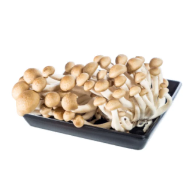 
Cultivated edible fungus shiitake mushroom spawn bag pack production shiitake mushroom fresh 