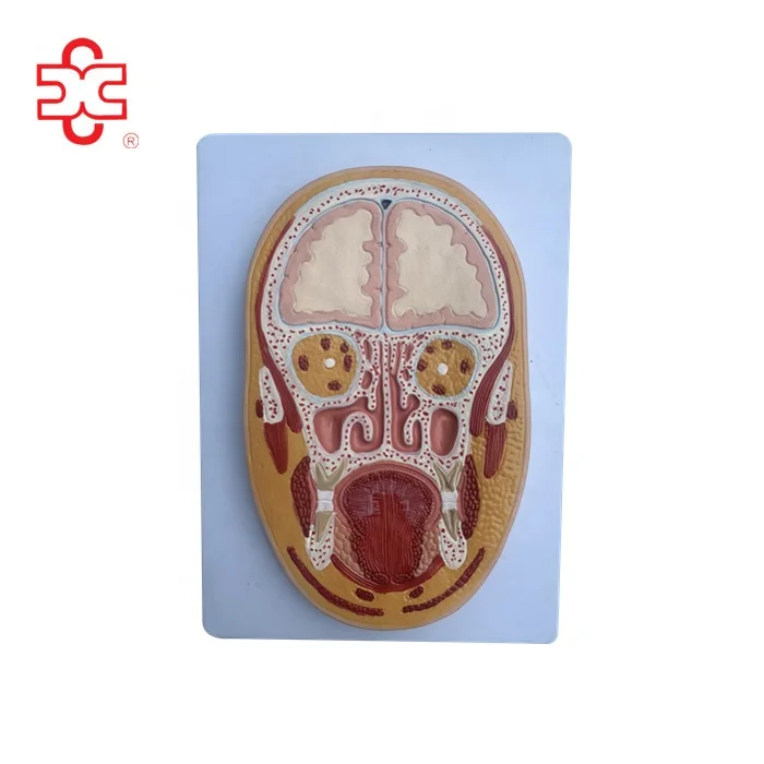 Передняя часть головы и модели анатомии мозга для обучения детей или медицинской школы кормления с пластиком