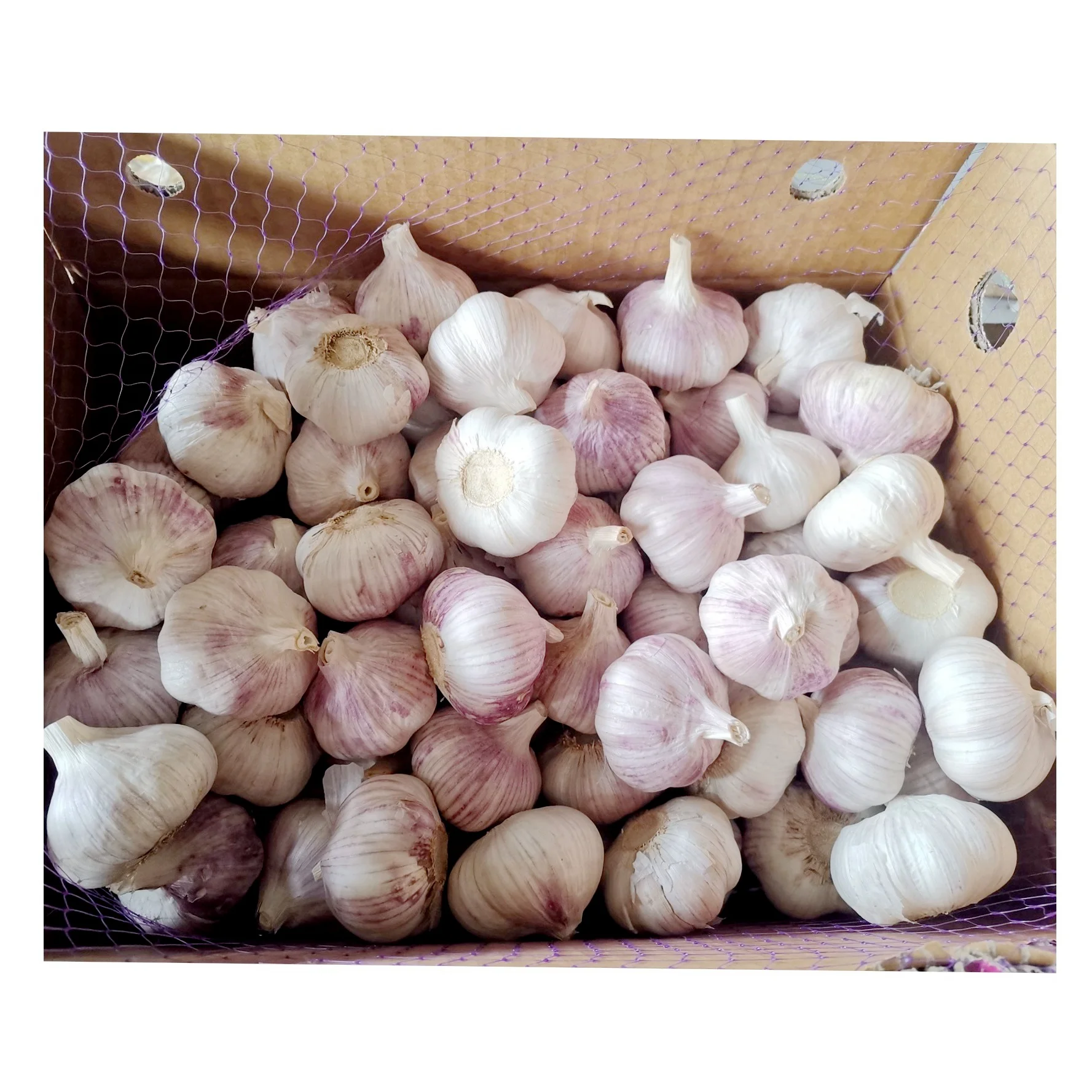 
Chinese cold storage garlic normal white and pure white garlic in bulk as ajo / alho fresco from wholesale red garlic supplier 