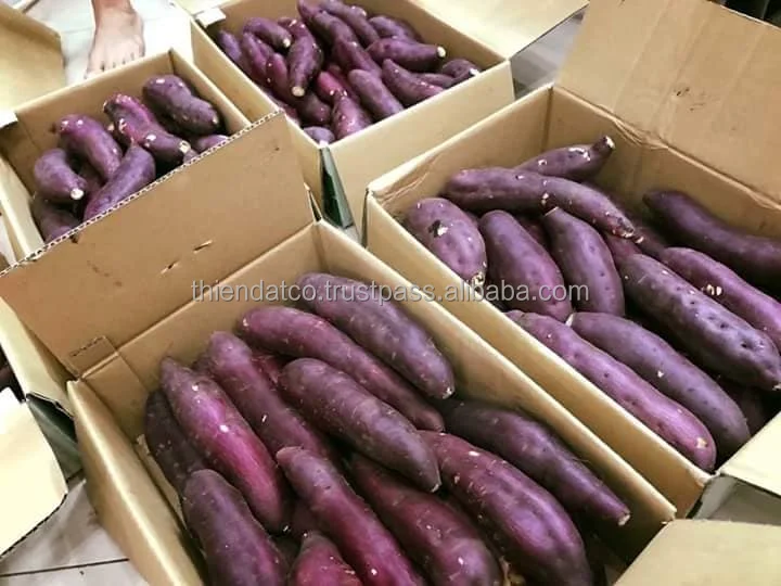 Fresh Japanese Purple Sweet Potato with mesh bag packing | 84905042860