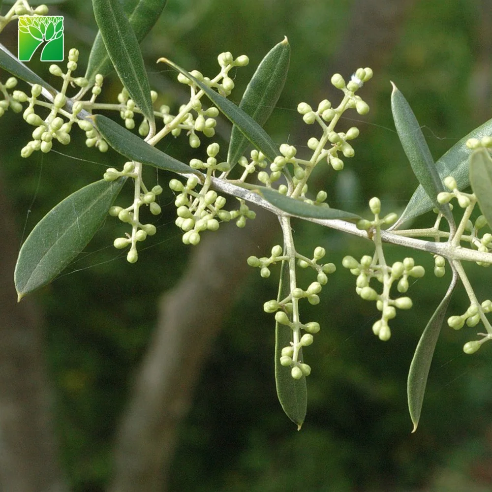 
Hot sale 5 flowering period arbor tree garden plant Olea europaea The olive tree 
