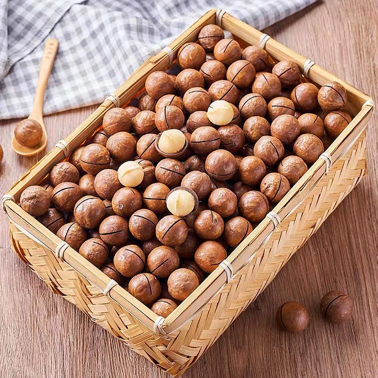 500g Rich Nutrition Delicious Wholesale Prices Of Macadamia Nuts For Sale Macadamia Nuts