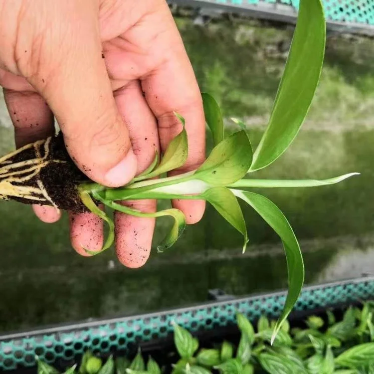 Тканевая культура саженцы Белоснежка