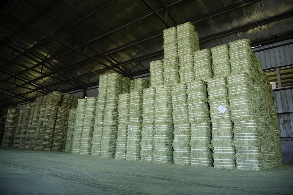 Alfalfa Hay Animal Feed Sundry Lucerne Hay