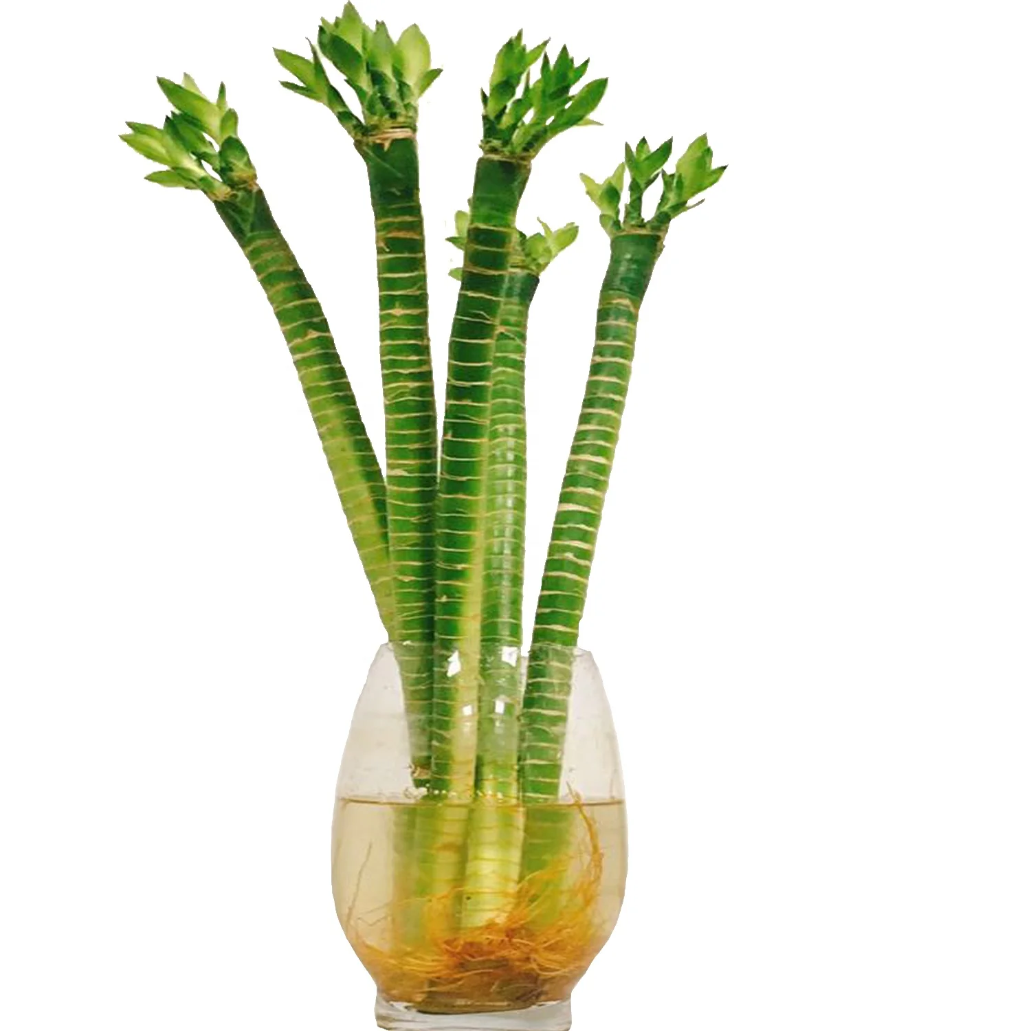 
multi lotus tiger indoor subtropics lucky bamboo 