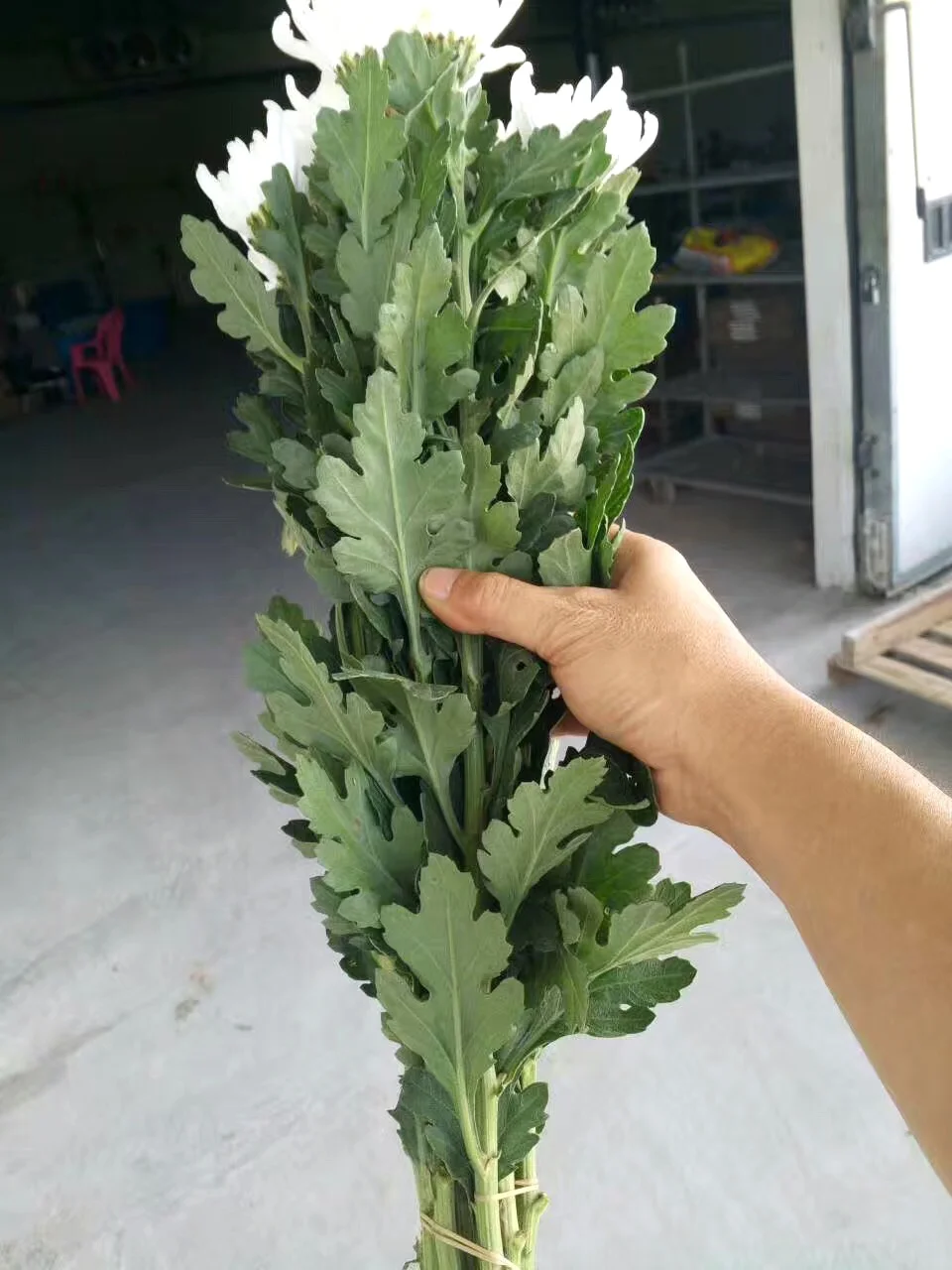 
Fresh cut flowers chrysanthemum 
