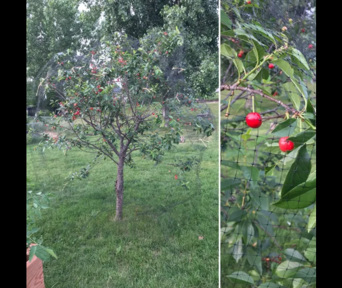 deer fence netting 7 x 100 feet bird netting anti bird deer protection net reusable garden netting for plants fruit trees vegeta