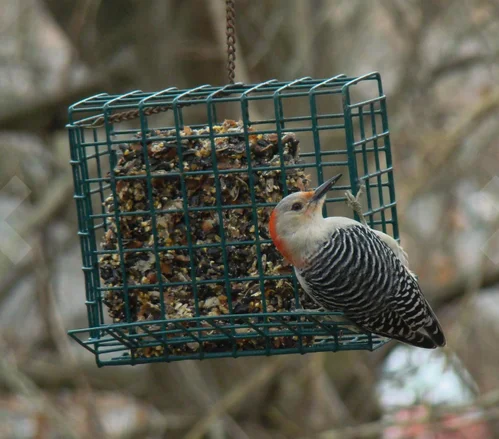 dried mealworms cake3.png