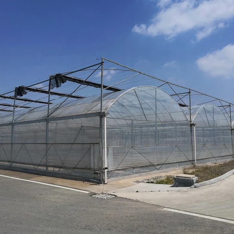 Chinese Greenhouse with Greenhouse Cooling System and Dutch Bucket