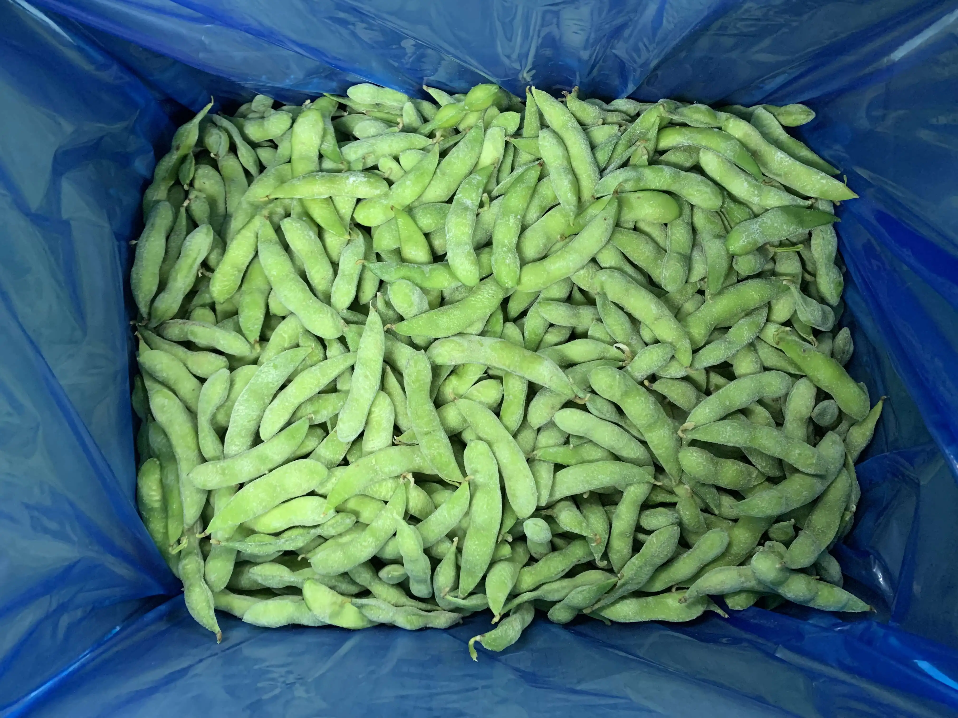 New Arrival Delicious Beans Edamame Gourmet Dietary Fibre Richness in