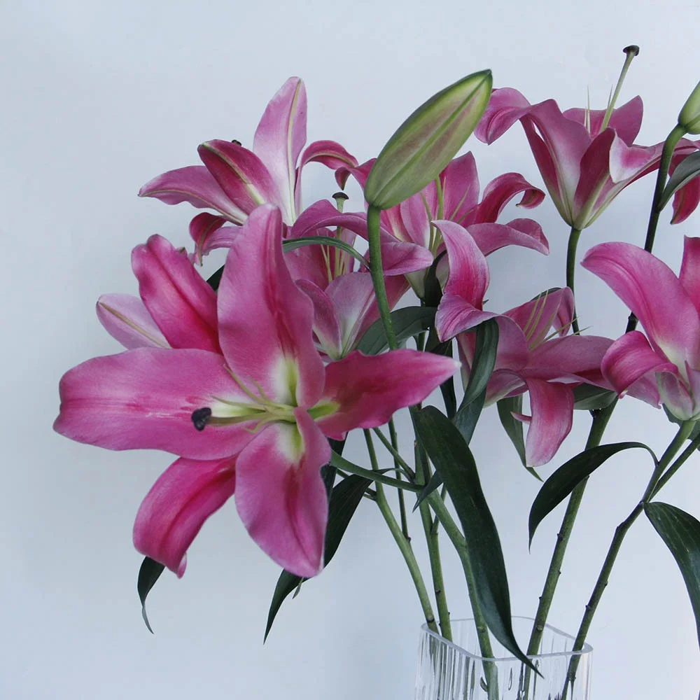 Yunnan Kunming Fresh Cut Flower High Quality Fresh Cut Lily Sino Red Flowers For Florist Decorative Gift