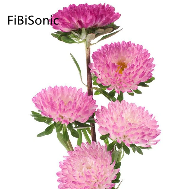 FiBiSonic 200 PCS/BAG China Aster Flowers Seed Chrysanthemum Seeds Easy To Plant Mixed Color Double Flower Seeds