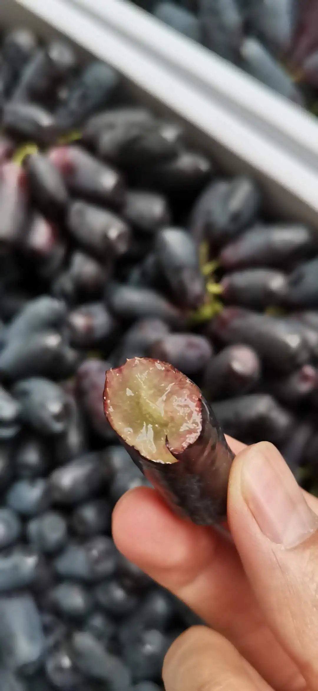 Chinese black grape fresh crop Moon drop grape