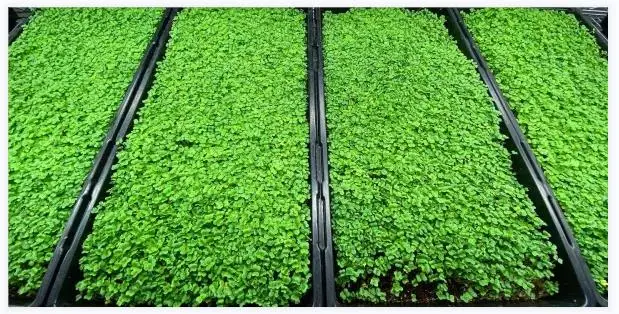 Хит продаж биоразлагаемый джутовый фетровый коврик из кокосовой косточки микрозеленый саженец Гидропонные коврики для выращивания