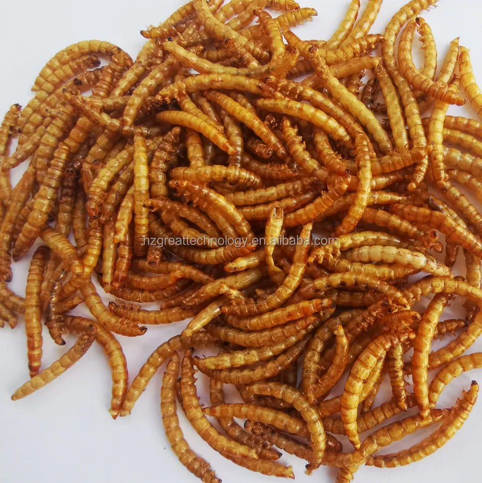Freeze Dry Mealworm for Small animals birds fish hamster snacks
