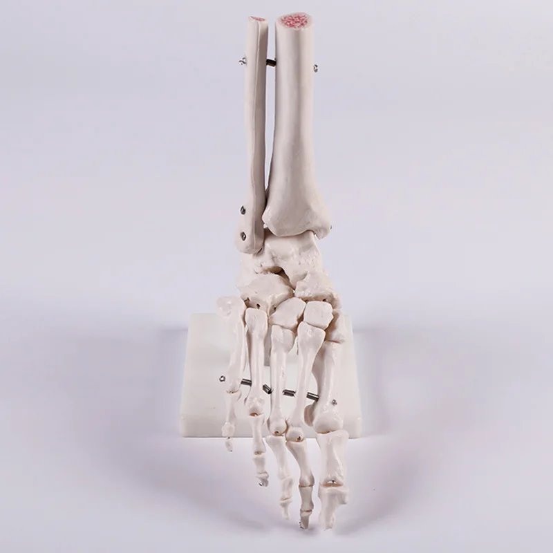 medical science Life-size Human Foot Joint skeleton Model for Disease Demonstration Medical Teaching Tool A1027