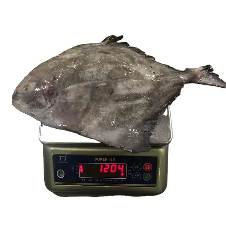 Indonesia Good Quality Frozen Black Pomfret