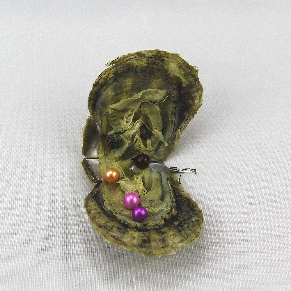 Quads, 4 pearls in a oyster,34 colors AAA+ grade Natural 7-8mm Round pearl in akoya pearl oyster,Vacuum-packed