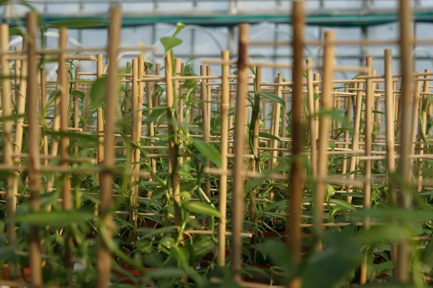 U-образная Бамбуковая решетка