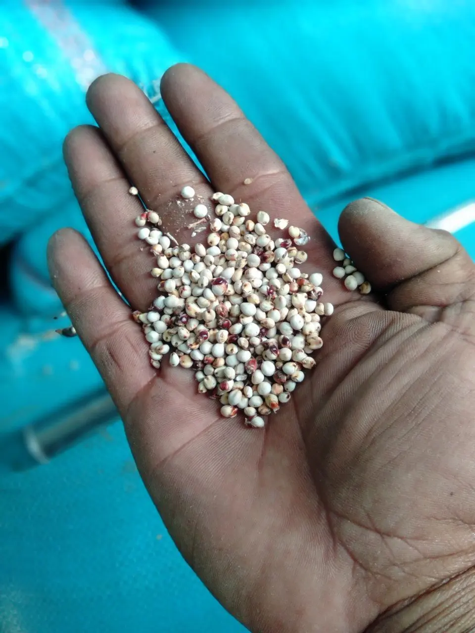 Высокое качество семена VIET SEAFARM COIX органический сушеный порошок для еды горячая сделка от Вьетнама экспортное и хорошая цена